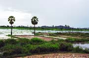 Ricefields around Udong town. Cambodia.