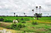 Ricefields around Phnom Penh. Cambodia.