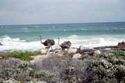 wild ostriches at Cape of Good Hope. South Africa.