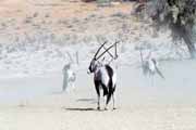 Gemsbok, Kalahari Gemsbok National Park. South Africa.