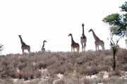 Giraffes, Kalahari Gemsbok National Park. South Africa.