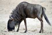 Blue wildebeest, Kalahari Gemsbok National Park. South Africa.