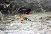 African hoopoe, Kalahari Gemsbok National Park. South Africa.