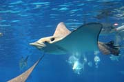 Eagle ray. Aquarium at Osaka. Japan.