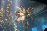Octopus. Aquarium at Osaka. Japan.