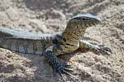 Lizard, Kruger National Park. South Africa.