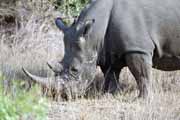 White rhino, Kruger National Park. South Africa.
