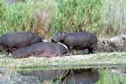 Hippos, Kruger National Park. South Africa.