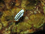 Polyclad Flatworm. Richelieu Rock dive site. Thailand.
