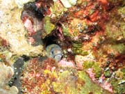 Moray. Richelieu Rock dive site. Thailand.