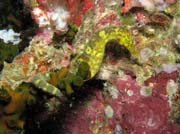 Sea horse (Hippocampus). Richelieu Rock dive site. Thailand.