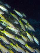 School of fishes - probably Yellow-band Fusilier. Richelieu Rock dive site. Thailand.
