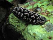 Polyclad Flatworm. Richelieu Rock dive site. Thailand.