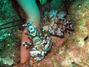 Harlequin Shrimp. Richelieu Rock dive site. Thailand.