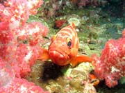 Grouper. Richelieu Rock dive site. Thailand.