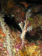 Ghost pipefish. Richelieu Rock dive site. Thailand.