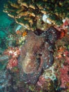 Common reef octopus (Octopus cyanea). Richelieu Rock dive site. Thailand.