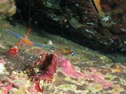 Shrimp and pipefish. Richelieu Rock dive site. Thailand.
