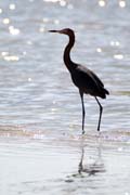 Heron, Playa Santa Lucia. Cuba.