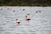 Flamingoes, Playa Santa Lucia. Cuba.