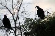 Vultures, Playa Santa Lucia. Cuba.