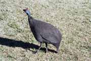 Helmeted guineafowl , Royal Natal National park. South Africa.