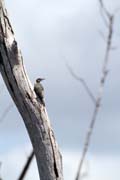 Woodpecker, Parque Nacional Pennsula de Guanahacabibes. Cuba.