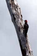 Woodpecker, Parque Nacional Pennsula de Guanahacabibes. Cuba.