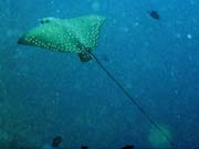 Eangle ray, Bangka dive sites. Sulawesi,  Indonesia.
