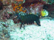 Mantis shirmp, Bangka dive sites. Indonesia.