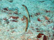 Garden eel, Bangka dive sites. Indonesia.