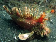 Scorpionfish, Lembeh dive sites. Sulawesi,  Indonesia.