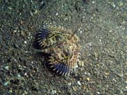 Scorpionfish, Lembeh dive sites. Sulawesi,  Indonesia.