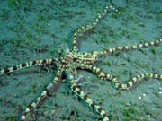 Mimic octopus, Lembeh dive sites. Sulawesi,  Indonesia.