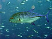 Kuda Rah Thila dive site. Maldives.