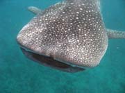 Whale shark, Maamigilidive site. Maldives.