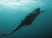 Manta ray, Madivaru (Rangali) dive site. Maldives.