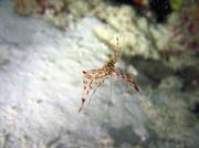 Shrimp, Hafsa Thila dive site. Maldives.