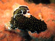 Nudibranch. Raja Ampat. Indonesia.
