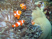Anemone and clownfishes. Raja Ampat. Indonesia.