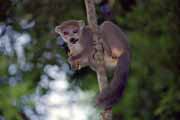 Crowned lemur, l'Ankarana National park. Madagascar.
