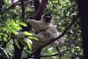 White sifaka, l'Isalo National park. Madagascar.