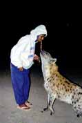 Hyena feeding at Harar. East,  Ethiopia.