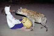 Hyena feeding at Harar. Ethiopia.