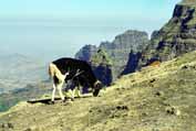 Sheep in Simien mountains. Ethiopia.