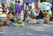 Qat market at Harar. Ethiopia.