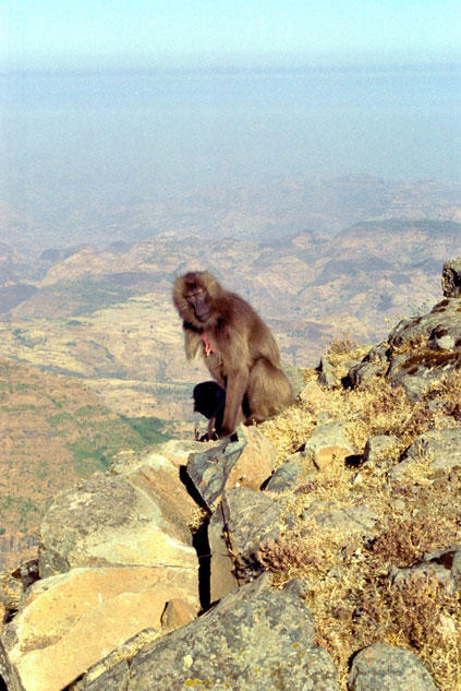 Gelada baboon. Simien mountains. North,  Ethiopia.