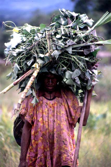 Woman returning from field. Papua,  Indonesia.