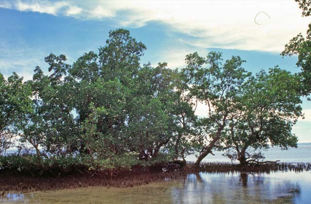 Mangroves at Bunaken island. Sulawesi,  Indonesia.