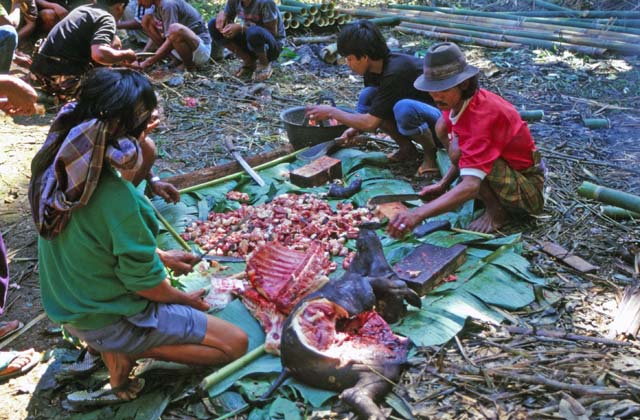 At funeral ceremony. Preparing food for guests. Tana Toraj area. Sulawesi,  Indonesia.